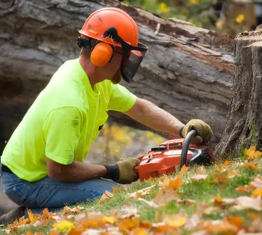 tree services South Boardman